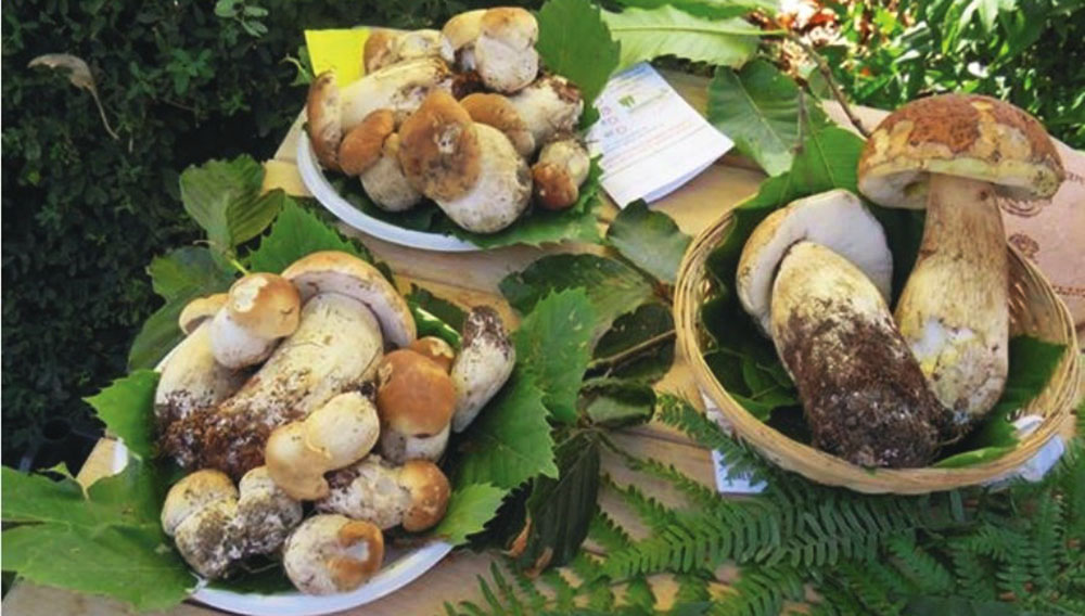 Funghi al mercato di Giaveno